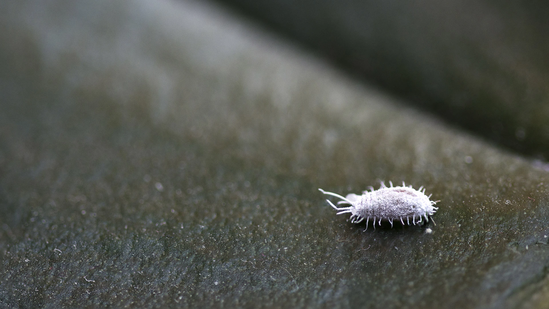 Close up on a single white tuttle mealybug on a property in Little Rock, AR.