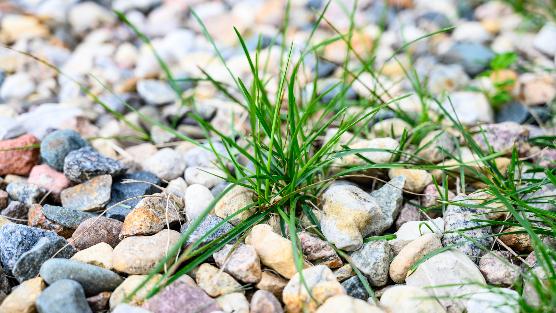 Are There Any Weeds in Your Landscape Beds? Remove Them ASAP!