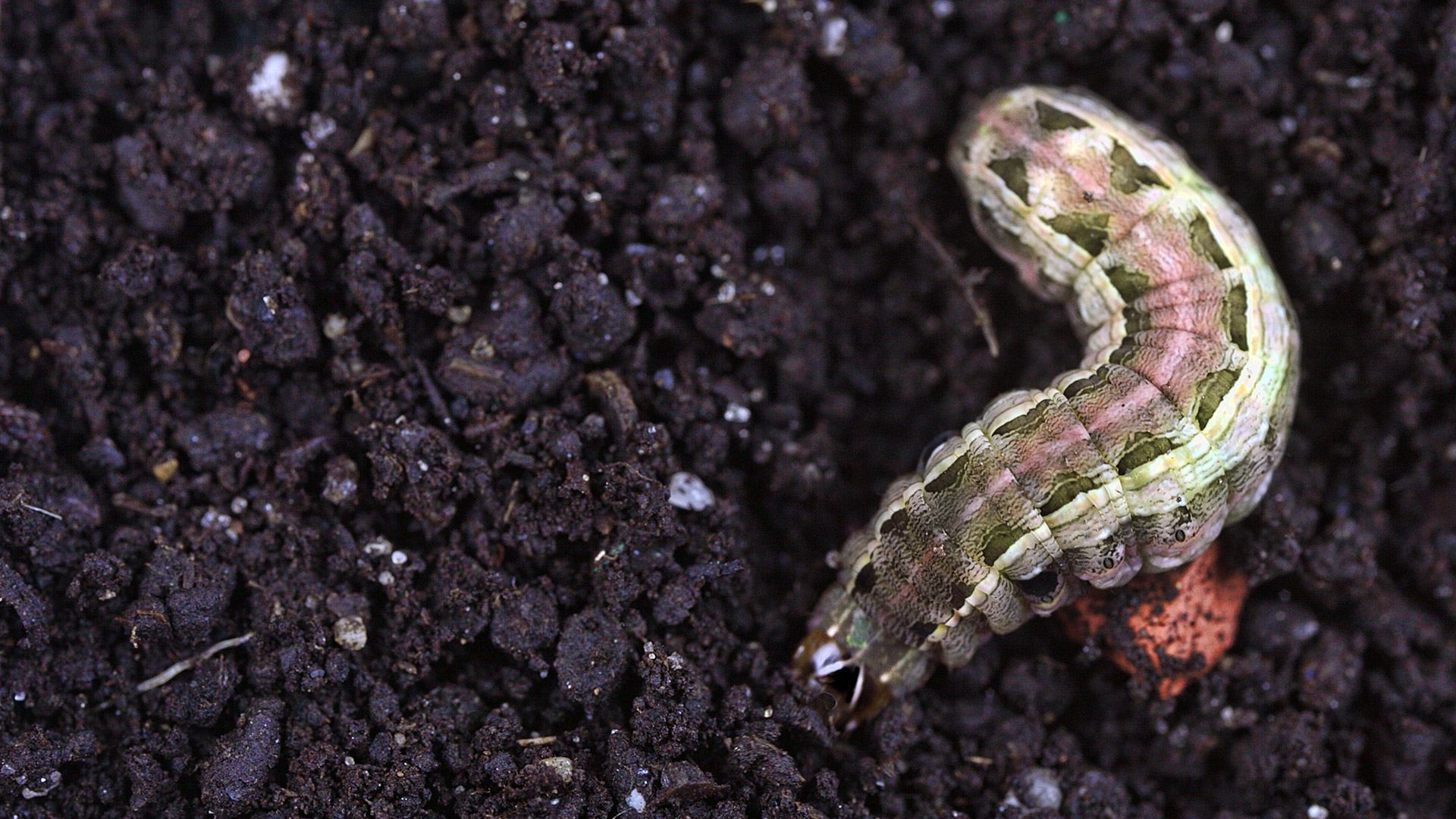 An armyworm found in the dirt by a home in Conway, AR.