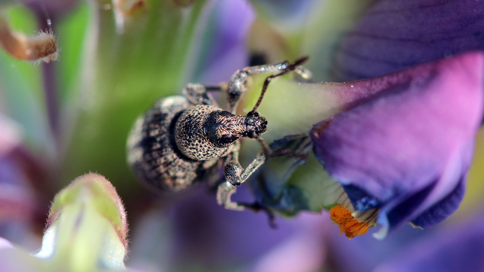 Billbug found in plant in landscape bed in Little Rock, AR.