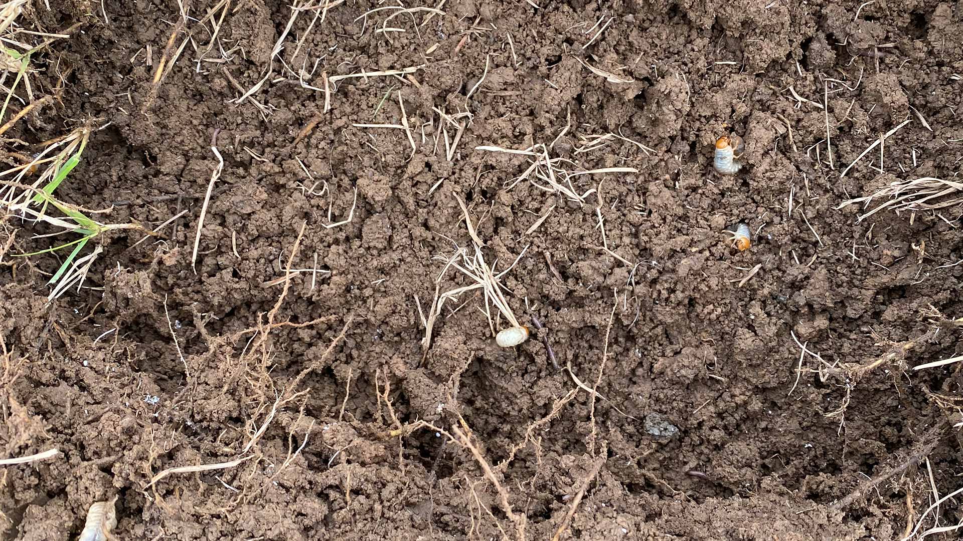 Grub worms found in lawn soil near North Little Rock, AR.