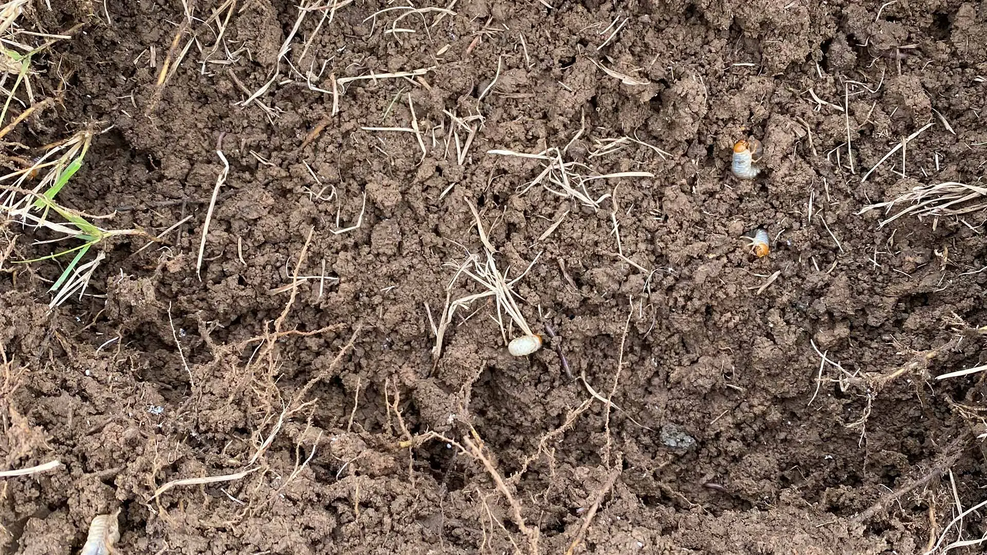 Grub worms found in lawn soil near North Little Rock, AR.