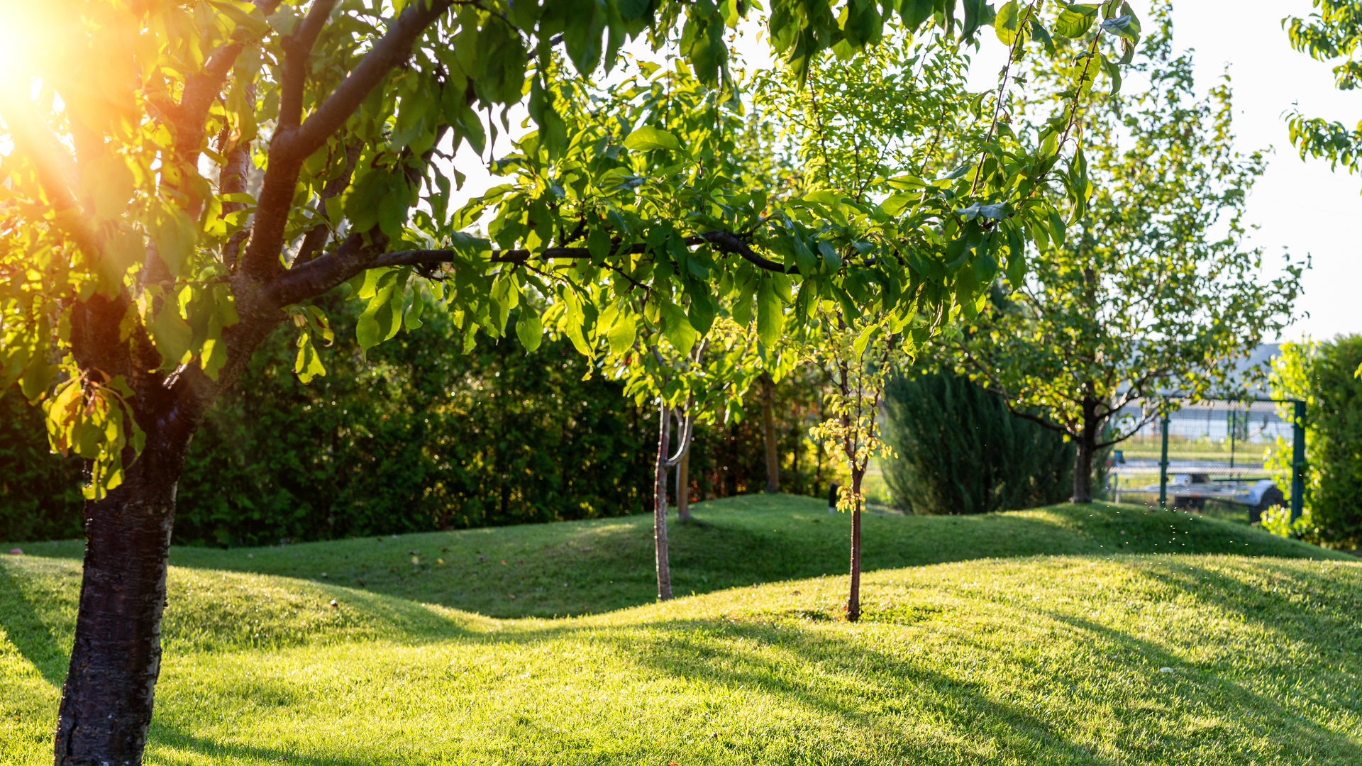 3 Reasons to Enroll in a Tree & Shrub Fertilization Program