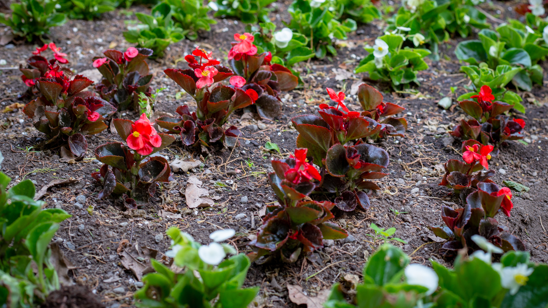 3 Ways to Keep Your Landscape Beds Looking Their Best