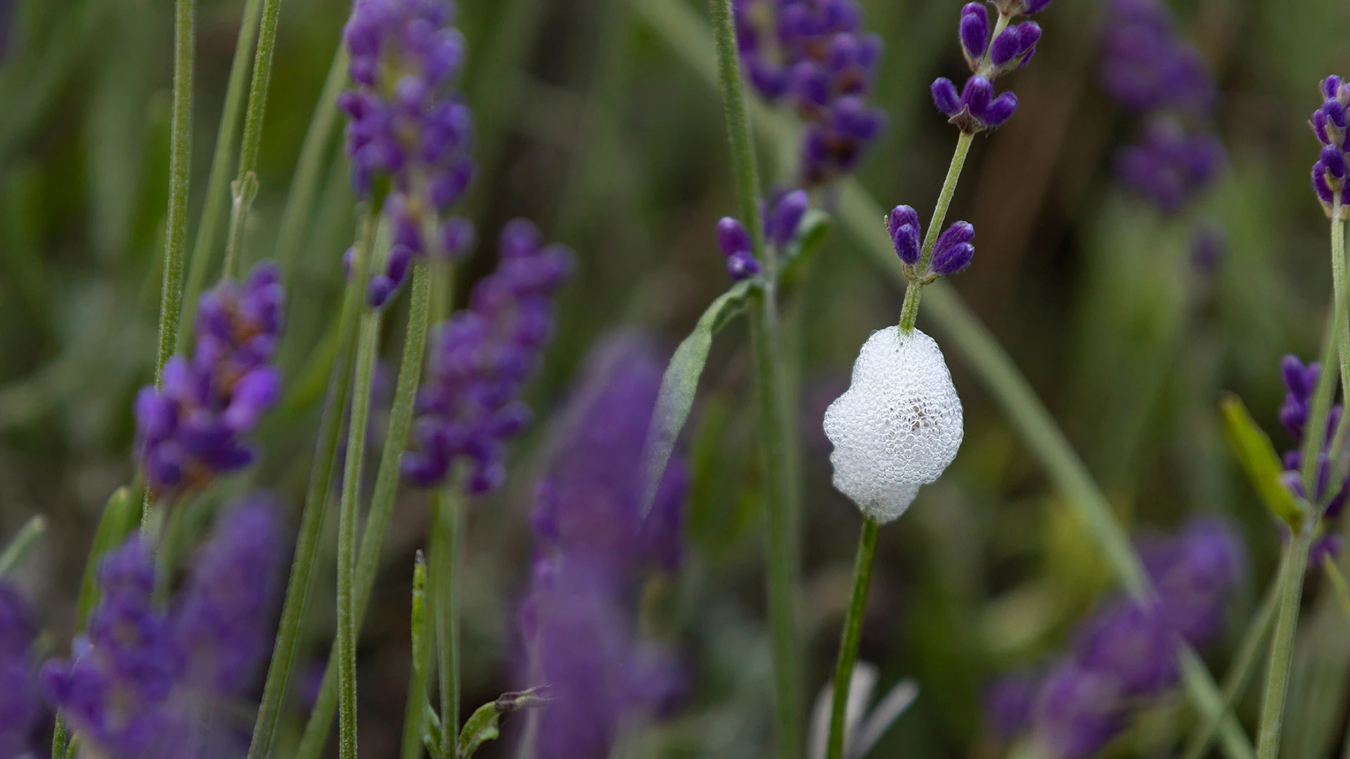 A cocoon of bubbles on a purple flower stem from a spittlebug in Benton, AR.
