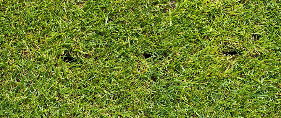 Aeration holes in a very healthy lawn with green grass and trimmed short near Little Rock, AR.