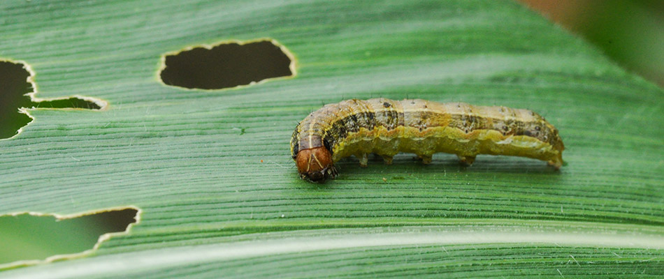 A close up on an armyworm found on a leaf by a home in Bryant, AR.