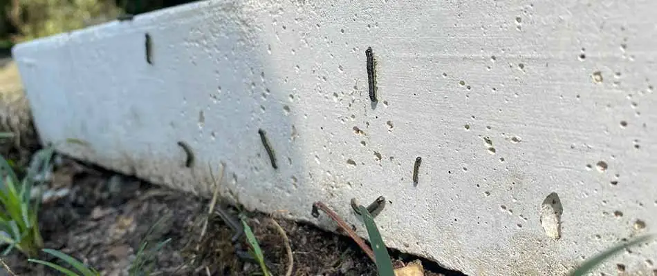 Armyworms crawling out of a yard onto a porch near Little Rock, AR.