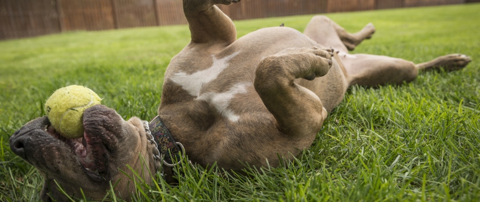 Dog laying on safely treated lawn free of billbugs in Little Rock, AR.
