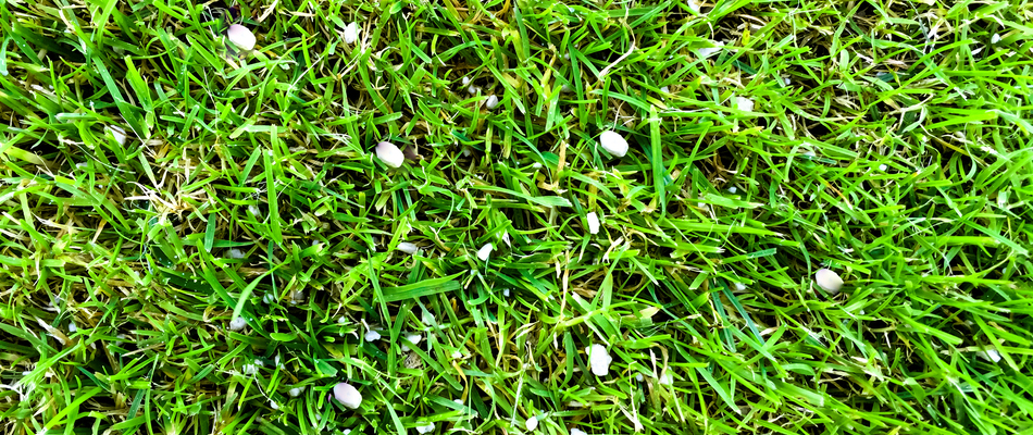 White granular fertilizer spread upon vibrant green grass on a property in Alexander, AR. 