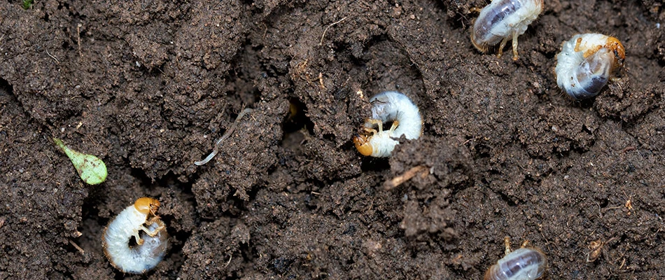 Grubs in the dirt beneath a lawn, curled up, and causing damage to a lawn in Little Rock, AR.