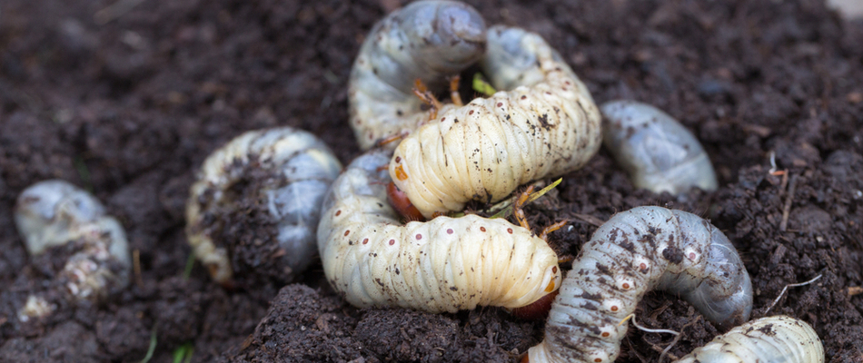 Grubs found in dirt on a potential client's property in Benton, AR.