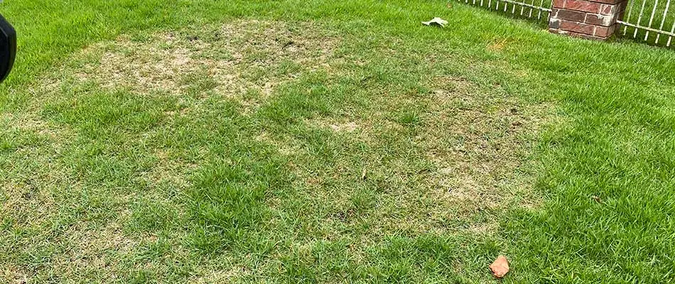 Large patch lawn disease in Bryant, AR.