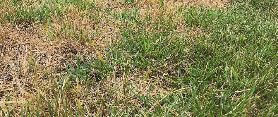 Fungal disease killing a lawn in Benton, AR.