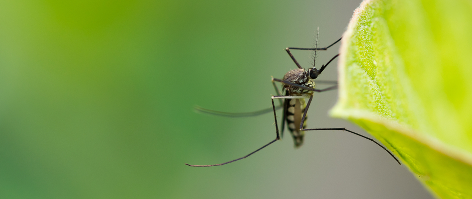 A close up on a mosquito standing on a leaf on a property in Sherwood, AR.