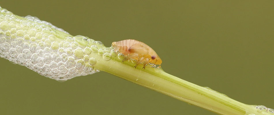 A close up on a spittlebug surrounded by bubbles on a plant stem near a home in Sherwood, AR.
