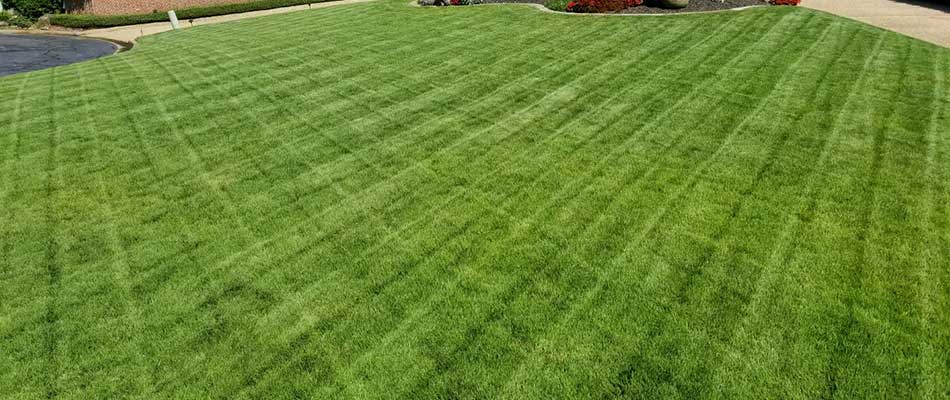Thick lawn with mowing lines at a home near Little Rock, AR.