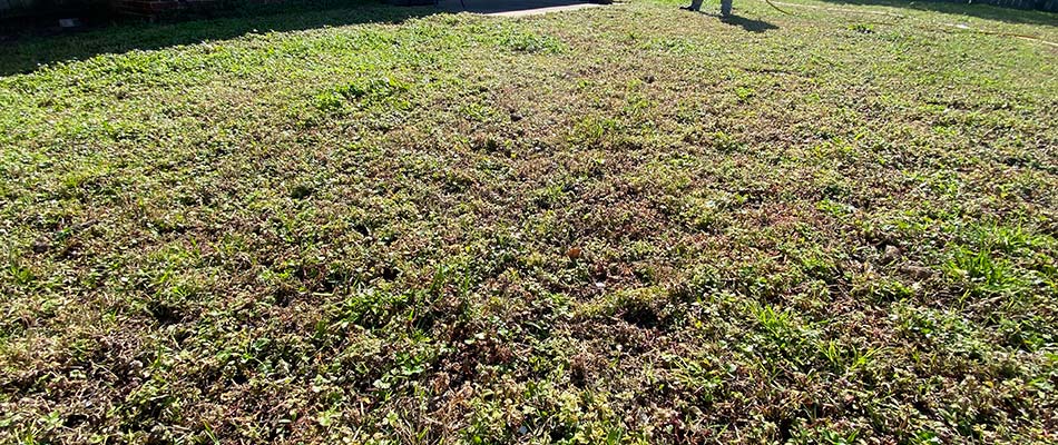 Weeds rampant in a yard near Little Rock, AR.