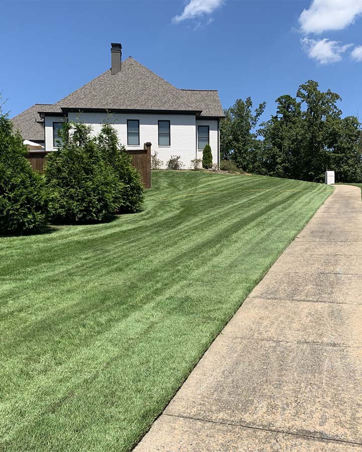 Beautiful lawn and evergreen trees by a home in North Little Rock, AR.