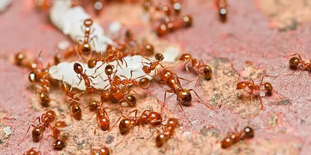 Red fire ants and an egg found in a yard near Little Rock, AR.